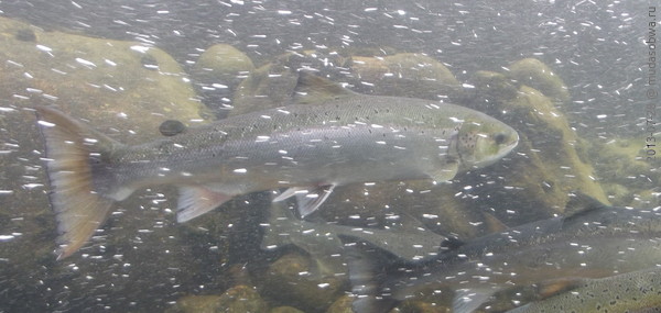 Salmon Centre :: Июль 2013